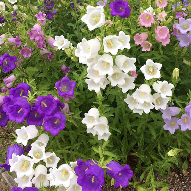 Bellflower Seeds/Canterbury Bells Seeds
