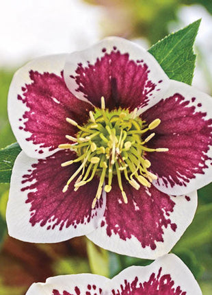 Honeymoon Hellebore Collection