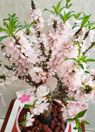 Peach Blossom Bonsai Houseplant Seeds