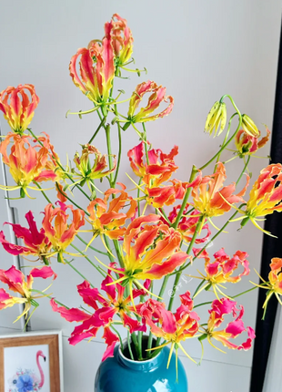 💐Gloriosa Lily—Life Never Dies, Passion Never Dies