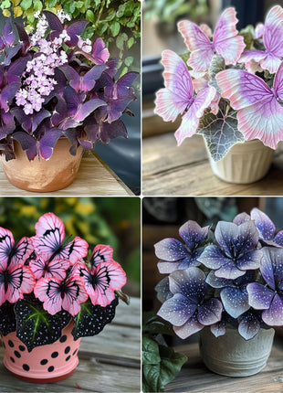 Charming Butterfly Plant (Oxalis triangularis)