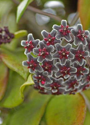 Egrow 20Pcs/Pack Hoya Seeds Potted Seed Hoya Carnosa Flower Seed Garden Plants