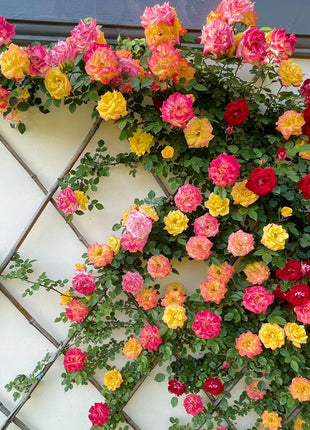 Mixed Angel Climbing Rose Seeds
