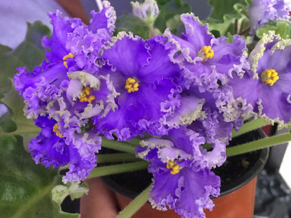African Violet - saintpaulija Reigning Beauty