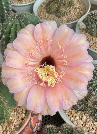 Flowering Echinopsis Cactus Species Mix🌵🌸