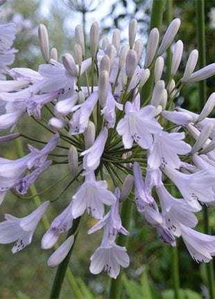 Agapanthus africanus 'Windsor Grey'
