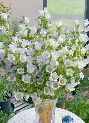 🔔Bellflower Seeds—Lucky Flower