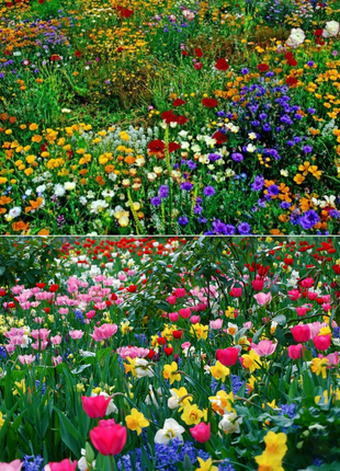 Mixed Perennial Flowers Seeds-Over 60 kinds mixed