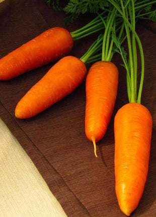 Carrot Royal Chantenay