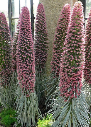 TOWER OF JEWELS Red Bugloss Echium Wildpretii Ruby Hummingbird Flower Seeds *Flat Shipping