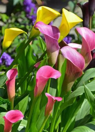 Calla Lily Seeds - Mixed - Beautiful Flowers Planting