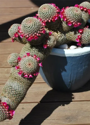 The Mammillaria Matudae Cactus Flower Plant Seeds