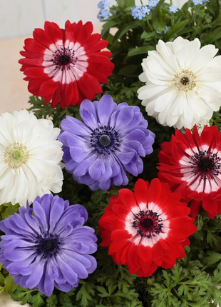 🌸Double Anemone Seeds