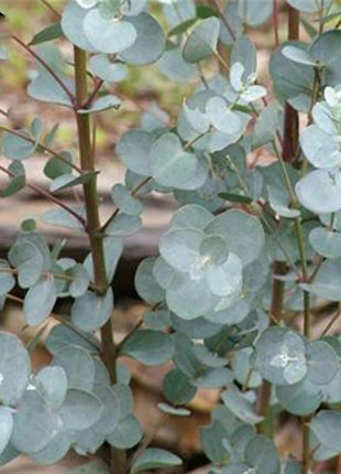 Egrow 50 Pcs/Pack Eucalyptus Seeds Silver Dollar Tree Eucalyptus Cinerea