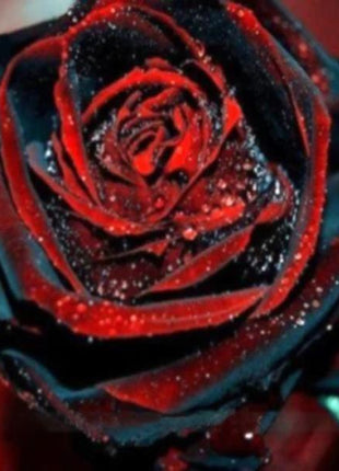 True Blood Black Rose Seeds