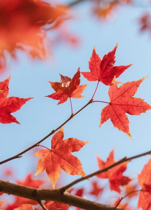10 PCS Heirloom Japanese Red Ghost Maple Tree Seeds – Perennial Ornamental Tree, Stunning Red Foliage for Gardens & Landscaping