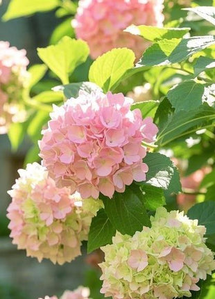 200 pcs Mixed Hydrangea Seeds – Colorful Blooms for Stunning Garden Displays