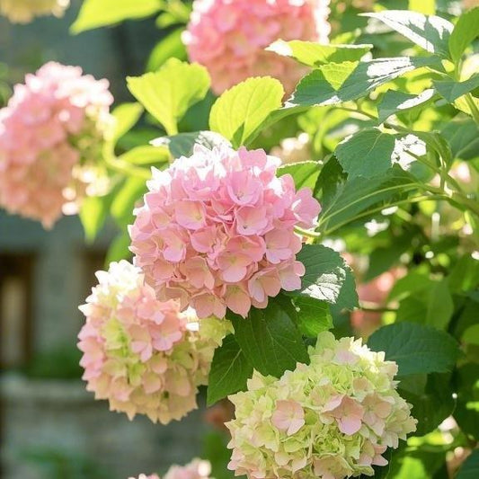 200 pcs Mixed Hydrangea Seeds – Colorful Blooms for Stunning Garden Displays