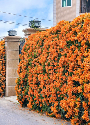 Climbing Plants Mix Seeds