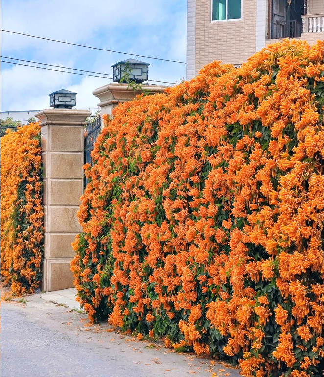Climbing Plants Mix Seeds