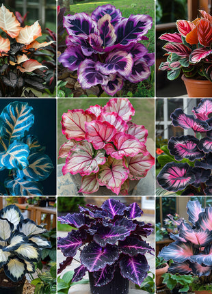 Spectra Leaf Calathea