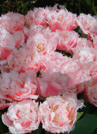 Bonsai Rare Color Tulip Seeds