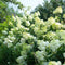 Hydrangea