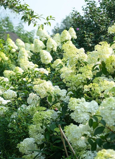 Premium White Hydrangea Seeds - 200+ Seeds Per Pack for Gorgeous Garden Blooms