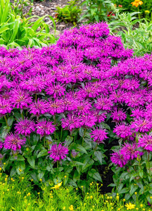 Bee Balm Collection