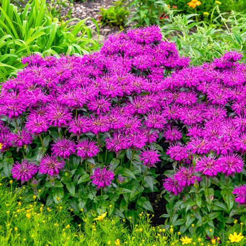 Bee Balm Collection