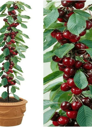 Rainier Cherry Fruit Seeds(Buy 3 Get 1 Free)