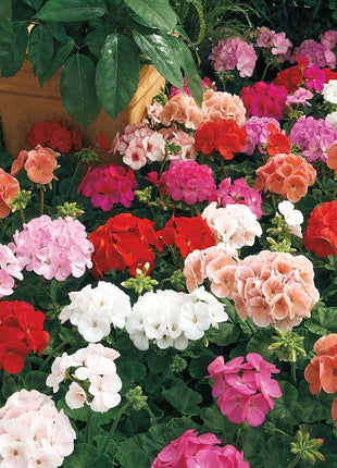 Geranium Maverick MIX