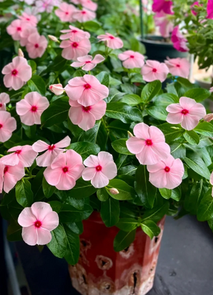 🌸Periwinkle—Blooms All Year Round