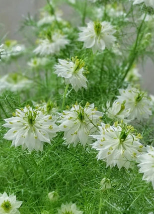 💚Green Nigella