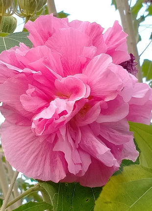 🌸Drunken Hibiscus - Changes Color Three Times a Day
