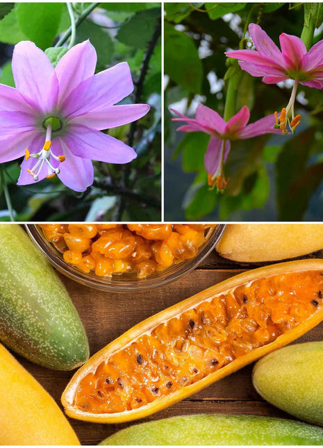 Passiflora Seeds - Banana Passion Fruit