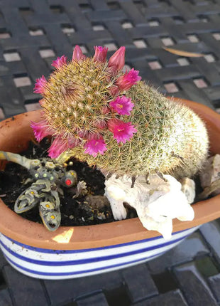 The Mammillaria Matudae Cactus Flower Plant Seeds