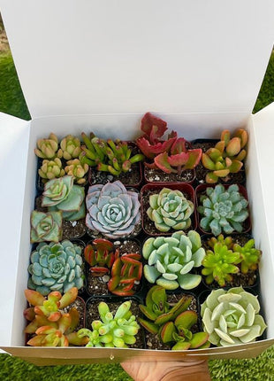 300pcs Mixed Succulent Seeds – Easy to Grow, Beautiful, Vibrant, and Unique Plants for Your Garden