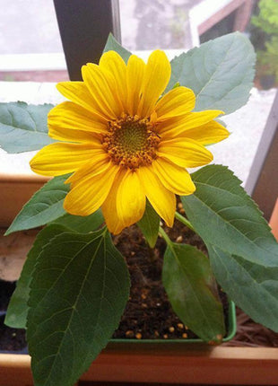 40pcs Dwarf Sunflower Seeds Rare Flower Seeds