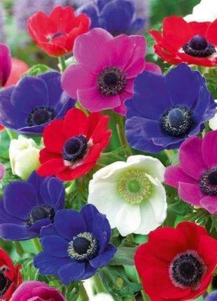 50 Anemone Bulbs - Mixed colors of pink, purple, white, fushia and red, Size 6/7