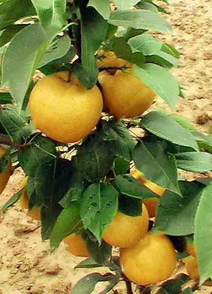 Egrow 10Pcs/Bag Pear Seeds Yellow Chinese Pear Tree Bonsai Seeds Sweet Delicious Exotic Fruit Seeds