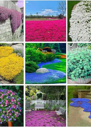 🌺Popular Groundcover Flowering Seeds🌈Colourful Carpet