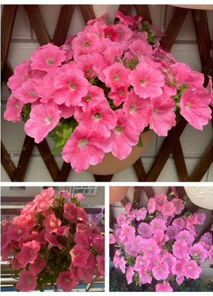 🌸The Latest Petunia Varieties In 2024