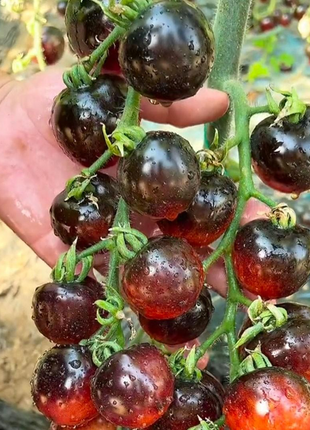 Black Pearl Tomato Seeds