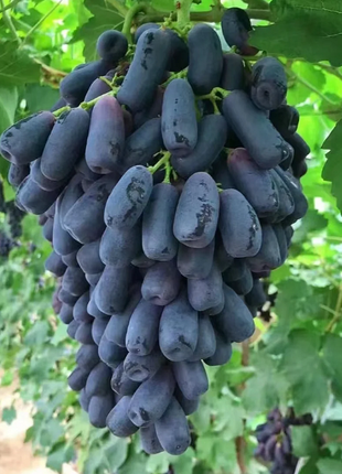 Sweet Sapphire Grape Seeds