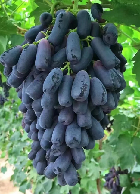 Sweet Sapphire Grape Seeds