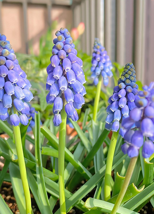 Grape Hyacinth Seeds
