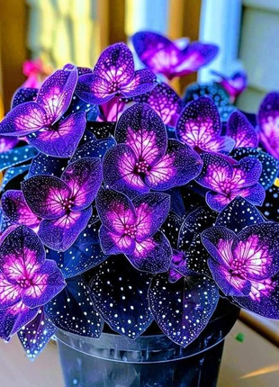 Begonia Rex 'Cosmic Purple'