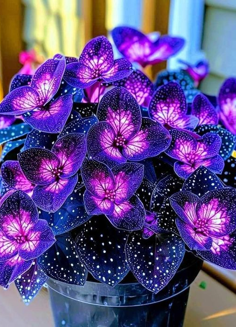 Begonia Rex 'Cosmic Purple'