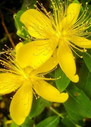 Yellow Hypericum Flowers seeds